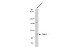 CDH11 Antibody in Western Blot (WB)