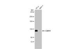 CDH11 Antibody in Western Blot (WB)