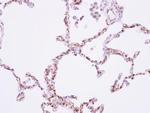 CDH11 Antibody in Immunohistochemistry (Paraffin) (IHC (P))