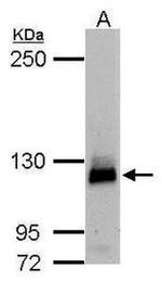 CDH11 Antibody in Western Blot (WB)