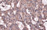 GAA Antibody in Immunohistochemistry (Paraffin) (IHC (P))