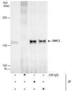 SMC3 Antibody in Immunoprecipitation (IP)