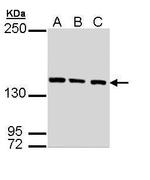 SMC3 Antibody in Western Blot (WB)