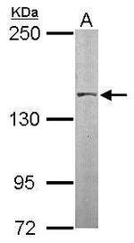 SMC3 Antibody in Western Blot (WB)