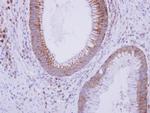 Complement C9 Polyclonal Antibody