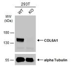 COL6A1 Antibody in Western Blot (WB)