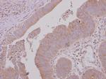 USH1G Polyclonal Antibody
