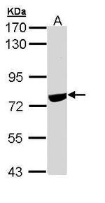 SNW1 Antibody in Western Blot (WB)