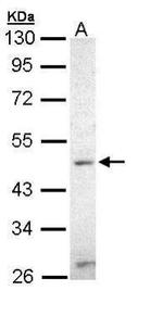ZIC3 Antibody in Western Blot (WB)