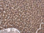 CYP2R1 Antibody in Immunohistochemistry (Paraffin) (IHC (P))