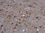 CYP2R1 Antibody in Immunohistochemistry (Paraffin) (IHC (P))