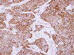 CYP2R1 Antibody in Immunohistochemistry (Paraffin) (IHC (P))