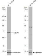 cIAP1 Antibody in Western Blot (WB)