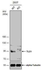 TLE1 Antibody in Western Blot (WB)