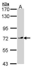 VANGL1 Polyclonal Antibody