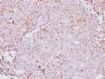 CETP Antibody in Immunohistochemistry (Paraffin) (IHC (P))