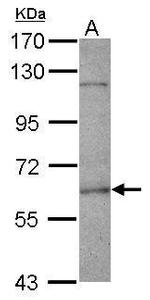 FANCE Antibody in Western Blot (WB)
