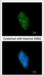 SAP102 Antibody in Immunocytochemistry (ICC/IF)