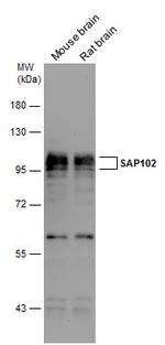 SAP102 Antibody in Western Blot (WB)