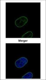 Lamin B2 Antibody in Immunocytochemistry (ICC/IF)
