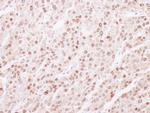 Lamin B2 Antibody in Immunohistochemistry (Paraffin) (IHC (P))