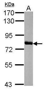 HAL Polyclonal Antibody