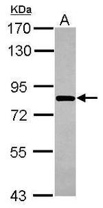 COG8 Antibody in Western Blot (WB)