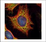 XYLT2 Polyclonal Antibody