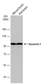 Dynamin 1 Antibody in Western Blot (WB)