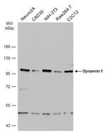 Dynamin 1 Antibody in Western Blot (WB)