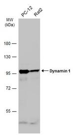 Dynamin 1 Antibody in Western Blot (WB)