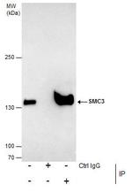 SMC3 Antibody in Immunoprecipitation (IP)