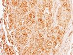 TUBA8 Antibody in Immunohistochemistry (Paraffin) (IHC (P))