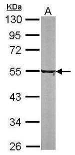 TUBA8 Antibody in Western Blot (WB)