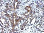 alpha-ENaC Polyclonal Antibody