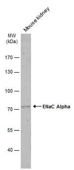 alpha-ENaC Antibody in Western Blot (WB)