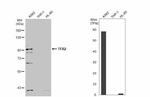 TFR2 Antibody in Western Blot (WB)