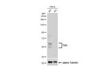 TDG Antibody in Western Blot (WB)