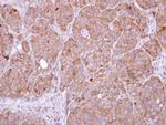 SENP8 Antibody in Immunohistochemistry (Paraffin) (IHC (P))