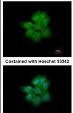 SMURF2 Antibody in Immunocytochemistry (ICC/IF)