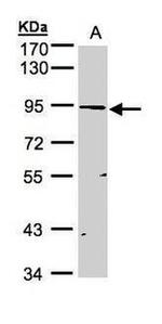 SMURF2 Antibody in Western Blot (WB)