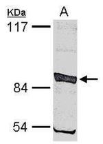 SMURF2 Antibody in Western Blot (WB)