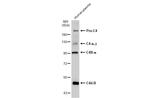 Complement C4b Polyclonal Antibody