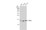 ROC1 Antibody in Western Blot (WB)