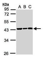 SMYD5 Antibody in Western Blot (WB)