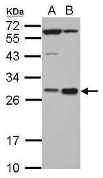 Hex Polyclonal Antibody