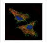 CSRP3 Polyclonal Antibody