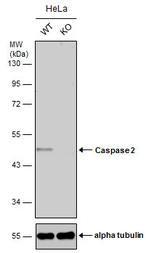 Caspase 2 Polyclonal Antibody