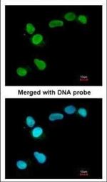 APE1 Antibody in Immunocytochemistry (ICC/IF)