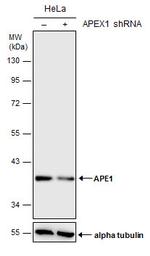 APE1 Antibody in Western Blot (WB)